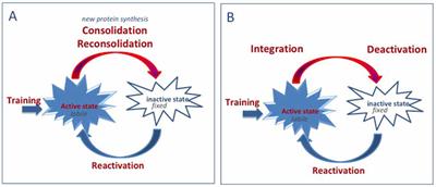 Memory Integration as a Challenge to the Consolidation/Reconsolidation Hypothesis: Similarities, Differences and Perspectives